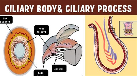 Anatomy Of The Ciliary Body - INSIGHT OPHTHALMOLOGY