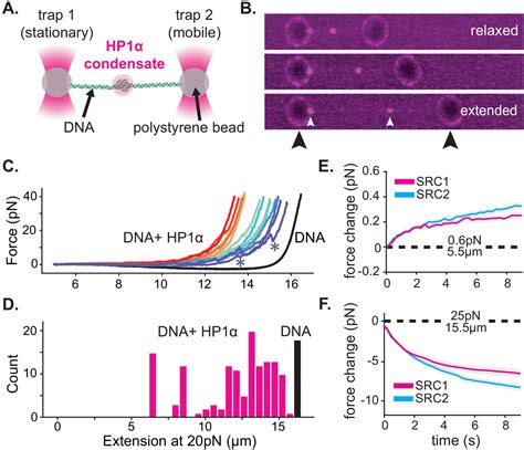 Figures And Data In Hp Proteins Compact Dna Into Mechanically And