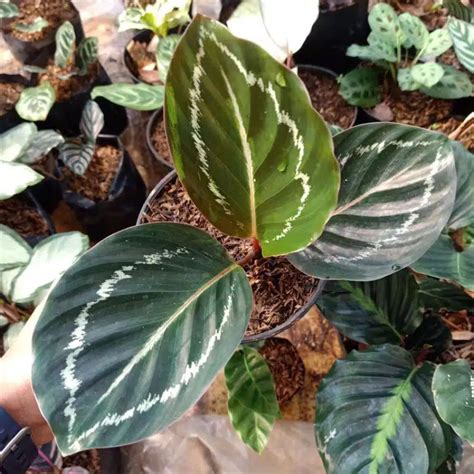 Jual Tanaman Hias Calathea Jungle Rose Kalatea Green Lipstik Roseopicta