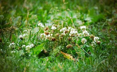 Why and How to Plant an Eco-Friendly Clover Lawn