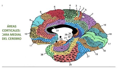 Reas Corticales Cara Medial Del Cerebro Bosque Udocz