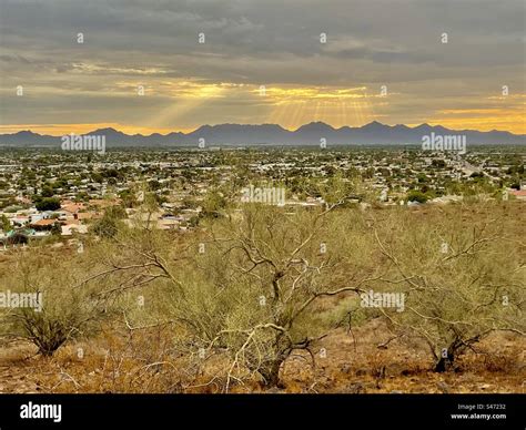 Tres Palo verde al amanecer rayos dorados de sol rompiendo a través de