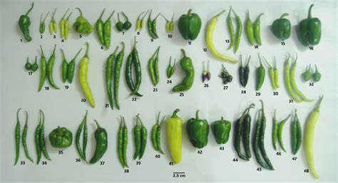 Fruits Size Shape And Colour Immature Of 48 Capsicum Genotypes