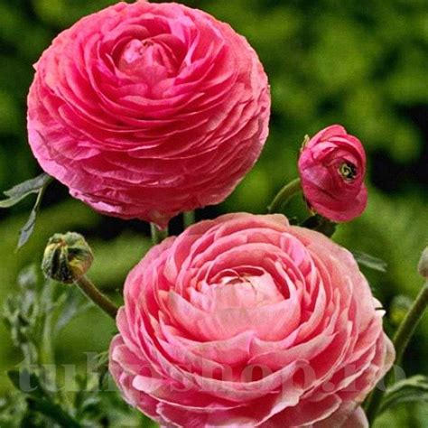 Bulbi Ranunculus Roz Piciorul Cocosului