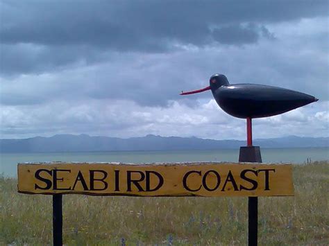 New Zealand art and culture | New zealand art, Culture art, Sea birds