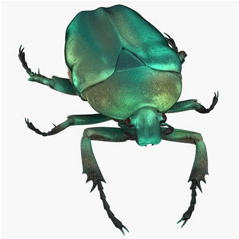 Beetle 3d Models For Download Turbosquid