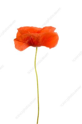 Common Poppy Papaver Rhoeas Stock Image C041 7571 Science Photo