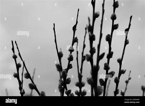 Beautiful Pussy Willow Branches Standing Against The Sky In A Black And
