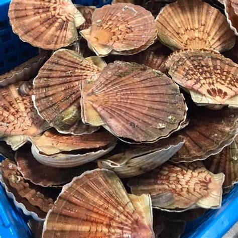 Coquilles Saint Jacques Vendues Enti Res Ubicaciondepersonas Cdmx Gob Mx