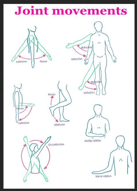 This Image Shows Some Examples Of The Movements Of Joints And Their