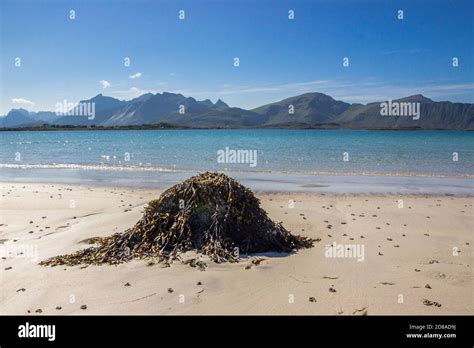 beach on the Lofoten islands in Norway Stock Photo - Alamy