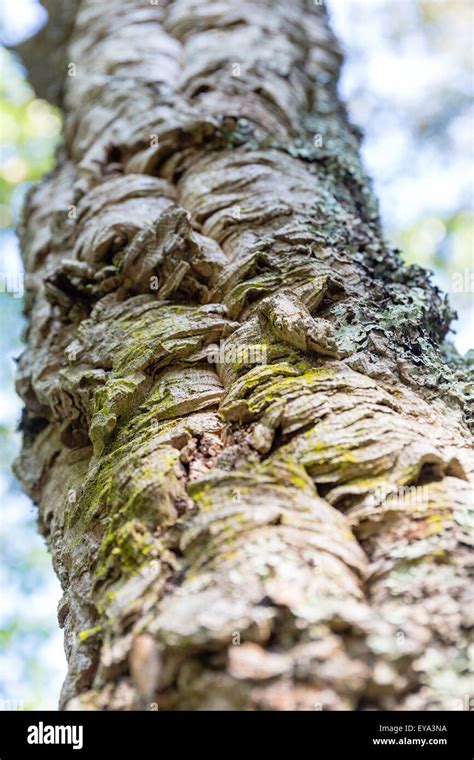 Cork oak bark closeup Stock Photo - Alamy