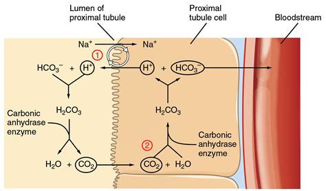 Acid Base Balance Anatomy And Physiology