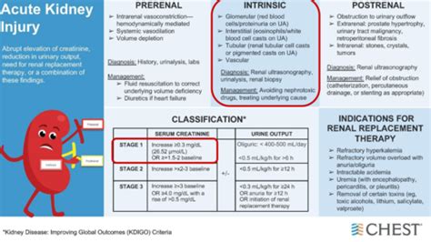 Intrinsic Renal Disease Flashcards | Quizlet