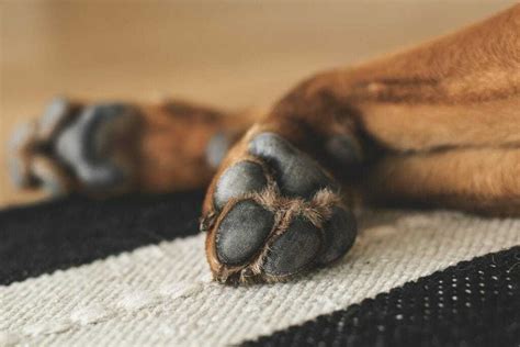 How To Treat Your Dogs Injured Paw Pad Your Dog Advisor