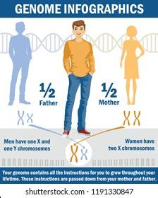 Genetic Inheritance Sex Determination Humans X Stock Vector Royalty