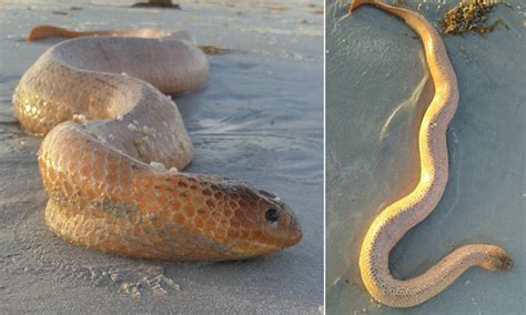 Giant Sea Snake Found