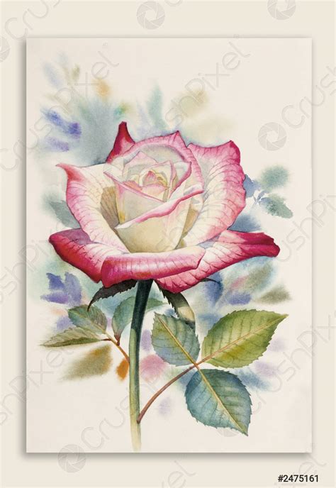 Rose Watercolor