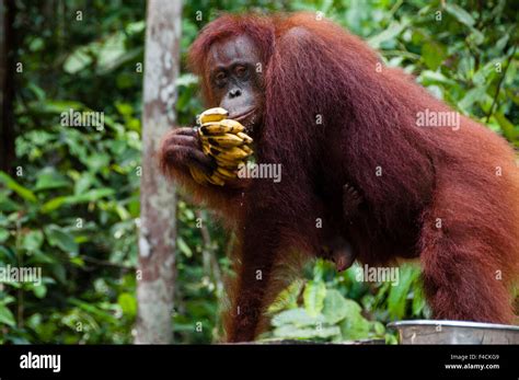 Orang Utan Eating Bananas In National Park Tanjung Puting Kalimantan