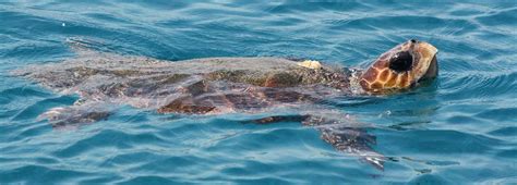 Loggerhead Sea Turtles