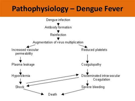 Dengue Hemorrhagic Fever Symptoms