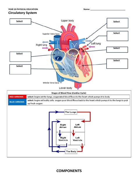 Worksheet - Circulatory System | Heart | Circulatory System