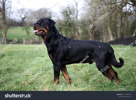 13 Rottweiler Without Tail Images, Stock Photos, 3D objects, & Vectors ...