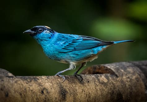 Golden Naped Tanager Owen Deutsch Photography