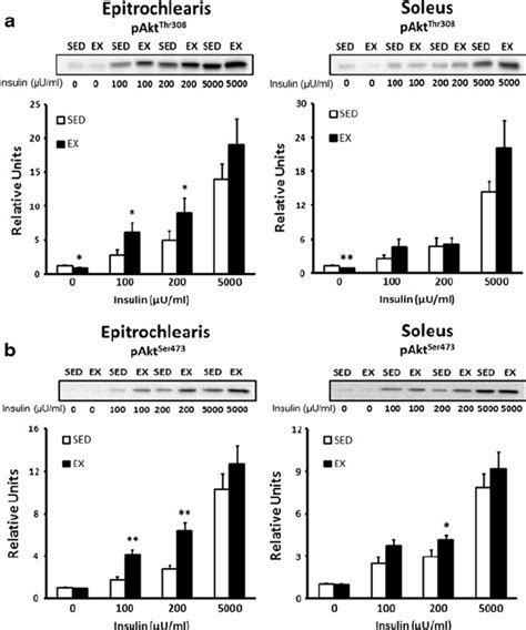 Akt Phosphorylation In Epitrochlearis And Soleus Muscles A Pakt Thr