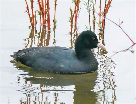 Diving into the Enigmatic World of Gruiformes - The Worlds Rarest Birds