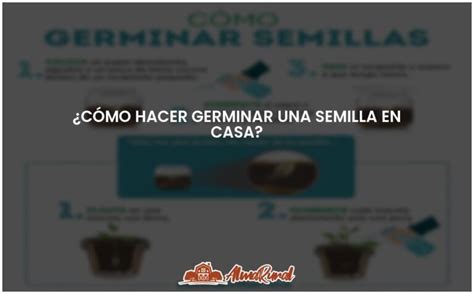 Guía para germinar semillas en casa de manera fácil y efectiva ALMARURAL