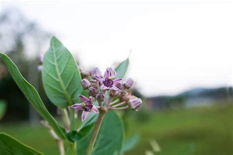 Planting Milkweed Seeds In Fall A Simple How To Guide