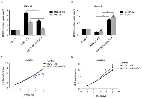 Long non‑coding RNA MDC1‑AS inhibits human gastric cancer cell ...