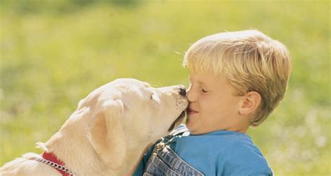 Cães razões pelas quais eles lambem as orelhas dos humanos