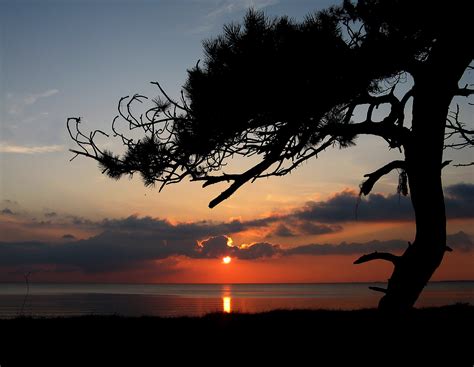 Wallpaper Sunlight Sunset Sea Nature Reflection Sky Silhouette Clouds Beach Branch