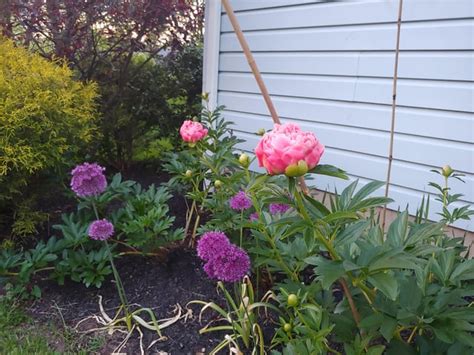 Alliums and Peonies blooming in my garden! : r/gardening