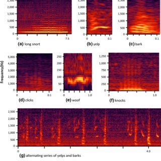 Sound Spectrograms Of Each Call Type Of The Ringed Seals All