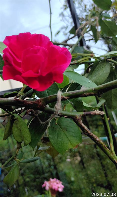 春に続き、2度目のお花 2番花が、次々に咲いてくれています💗 ️ 今の薔薇達を見てやって下さいね🙇💕 笑えるサバイバルガーデンにようこそ🧓🌹 楽天ブログ