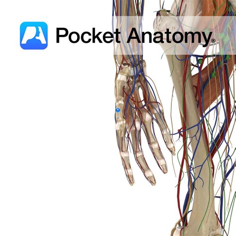 Abductor pollicis longus - Pocket Anatomy