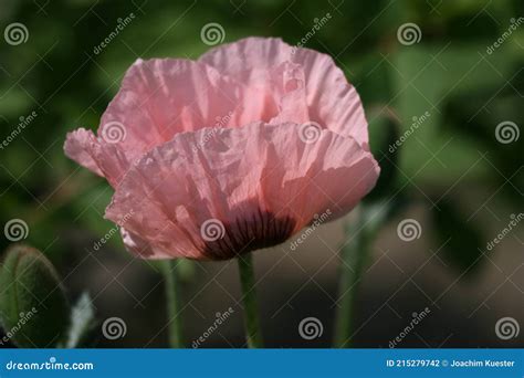 Vestimenta Das Flores Vermelhas Da Papoila Foto De Stock Imagem De