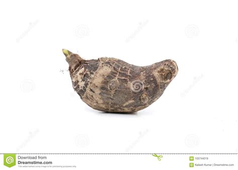 Fresh Raw Taro Vegetable stock image. Image of copy - 105744019