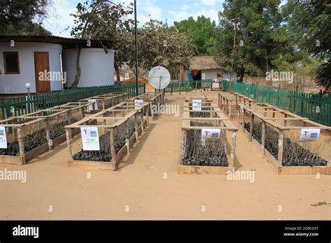 Baobab trees in Madagascar Stock Photo - Alamy