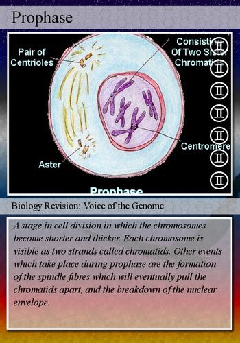 Stages Of Mitosis Exercise Flashcards Quizlet