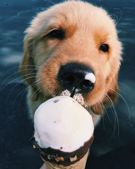 cute puppy eating ice cream - Golden Retreivers Photo (41435179) - Fanpop