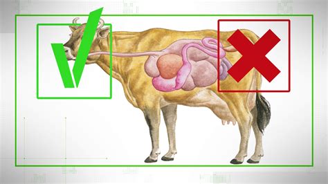 Verify Cow Farts Are Real But It S Their Burps That Release More Greenhouse Gas