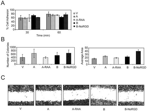 Overexpression Of Different OPN Isoforms Or Their Mutants Does Not