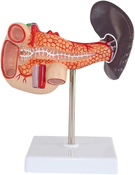 Modelli Di Busto E Scheletro Modello Anatomico Della Milza Umana E Del