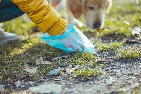 犬が誤飲してしまったらうんちで出る？誤飲の際の対処法や症状についても解説ワンクォール