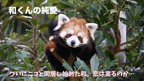 【純愛！レッサーパンダ和の純情な恋】日本平動物園のレッサーパンダの和とニコ Youtube