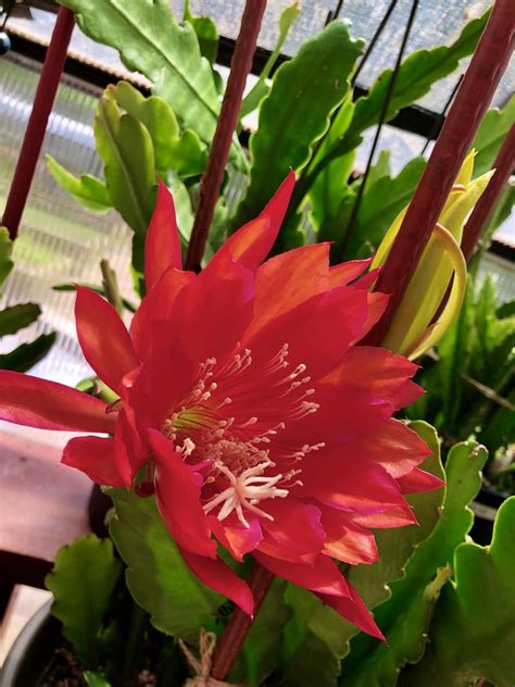 Red Orchid Cactus Epiphyllum Ackermannii Cutting Etsy